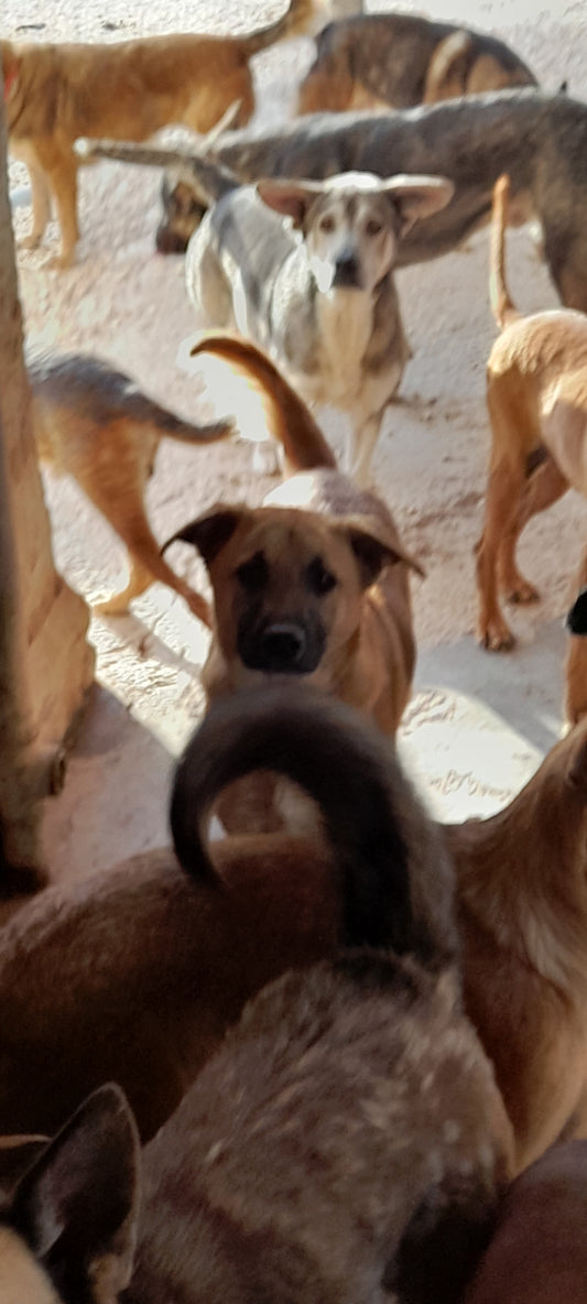 Rupert (Roo's brother)