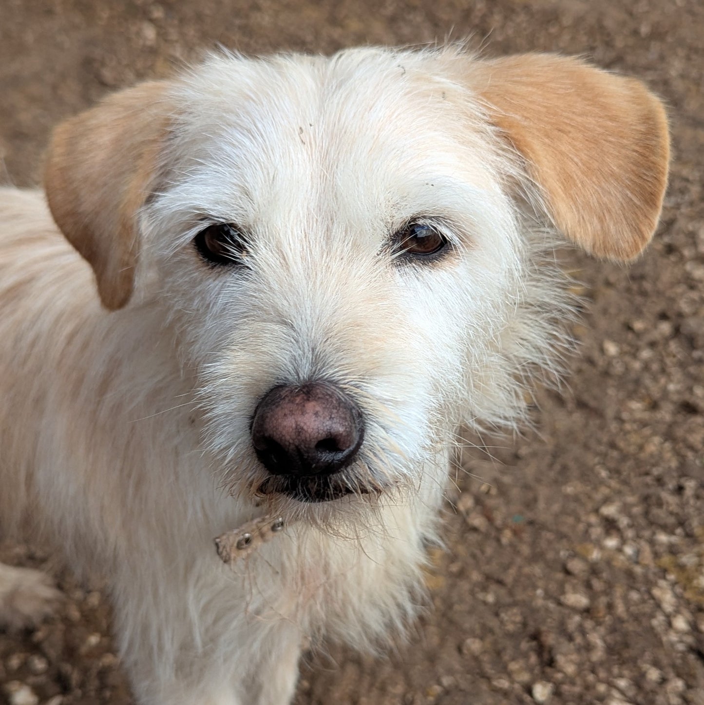 Electra (Zoya's mummy)