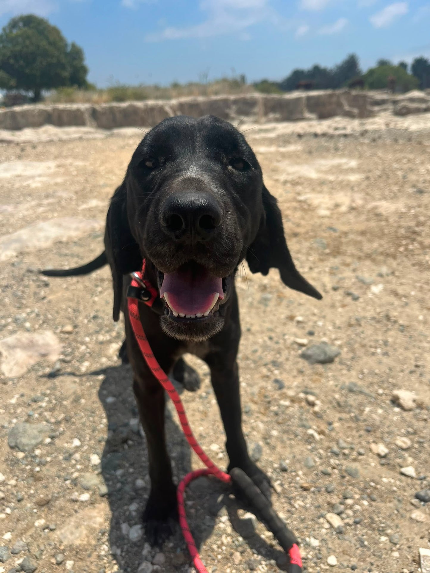 Lena