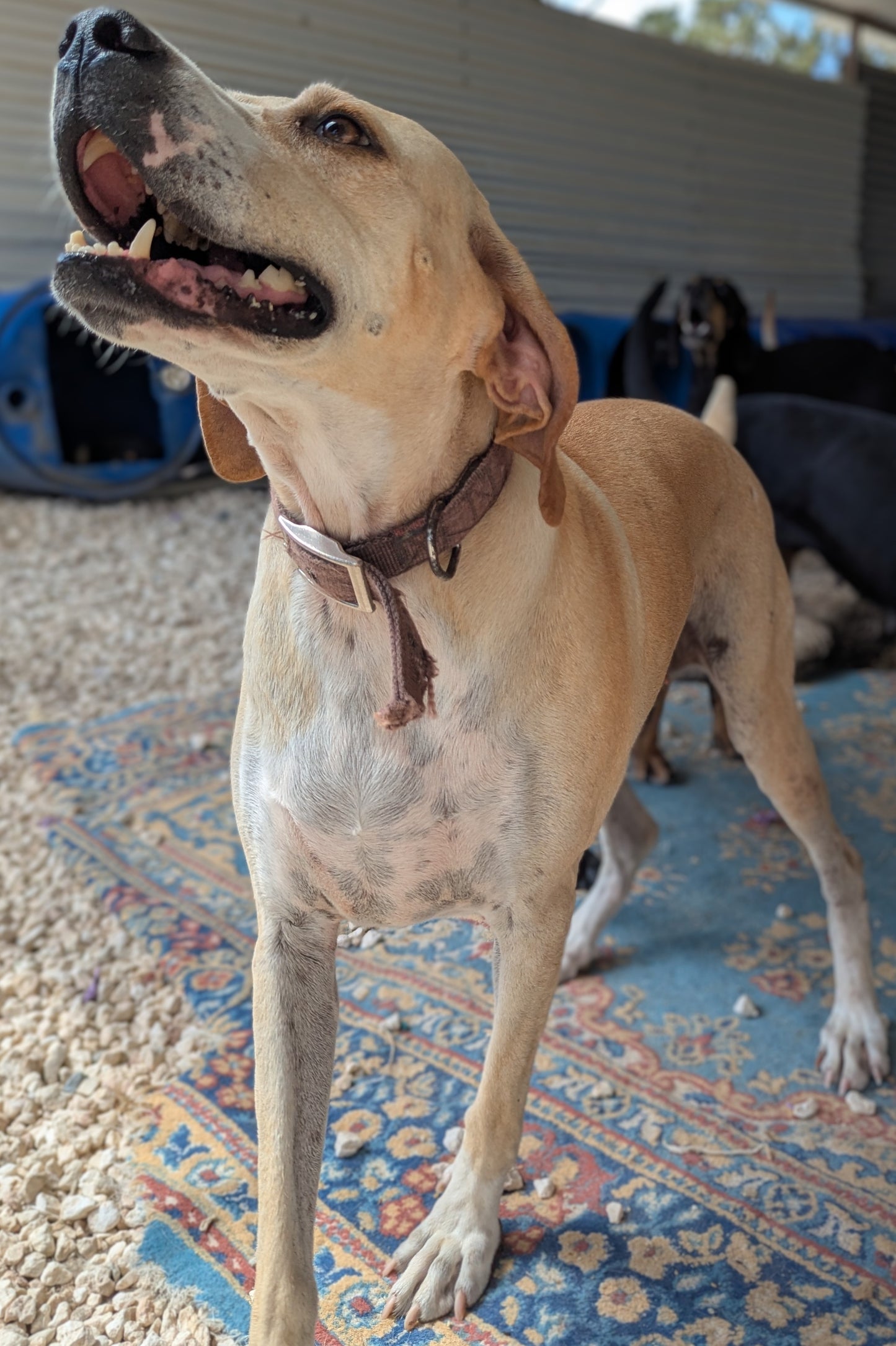 Snubby (Celine for Janice