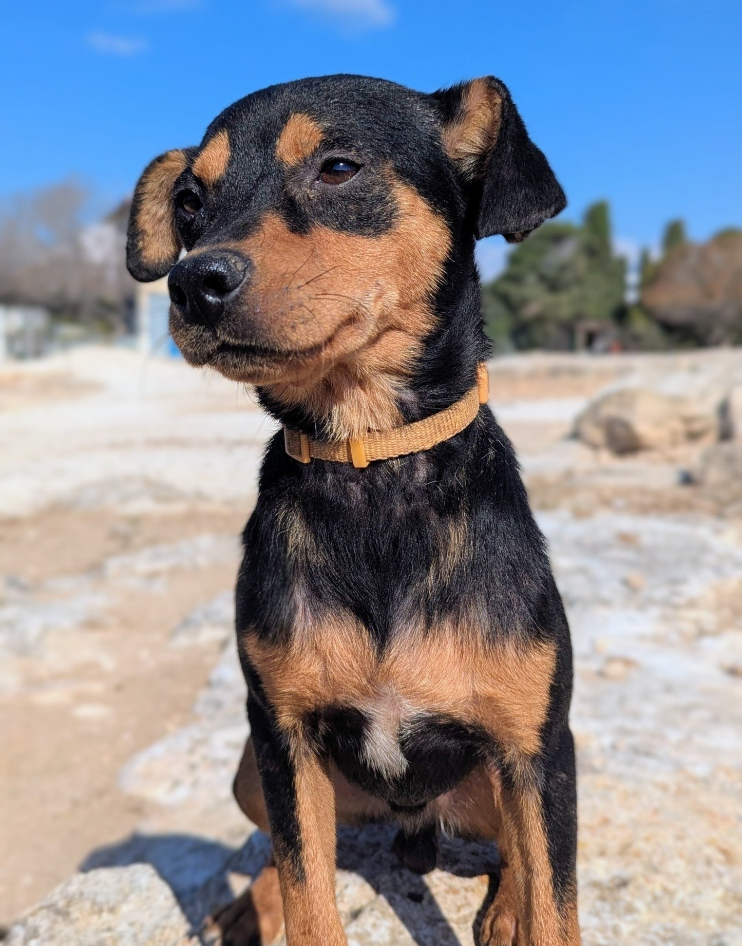 Alejandro (Nicos for Russians)