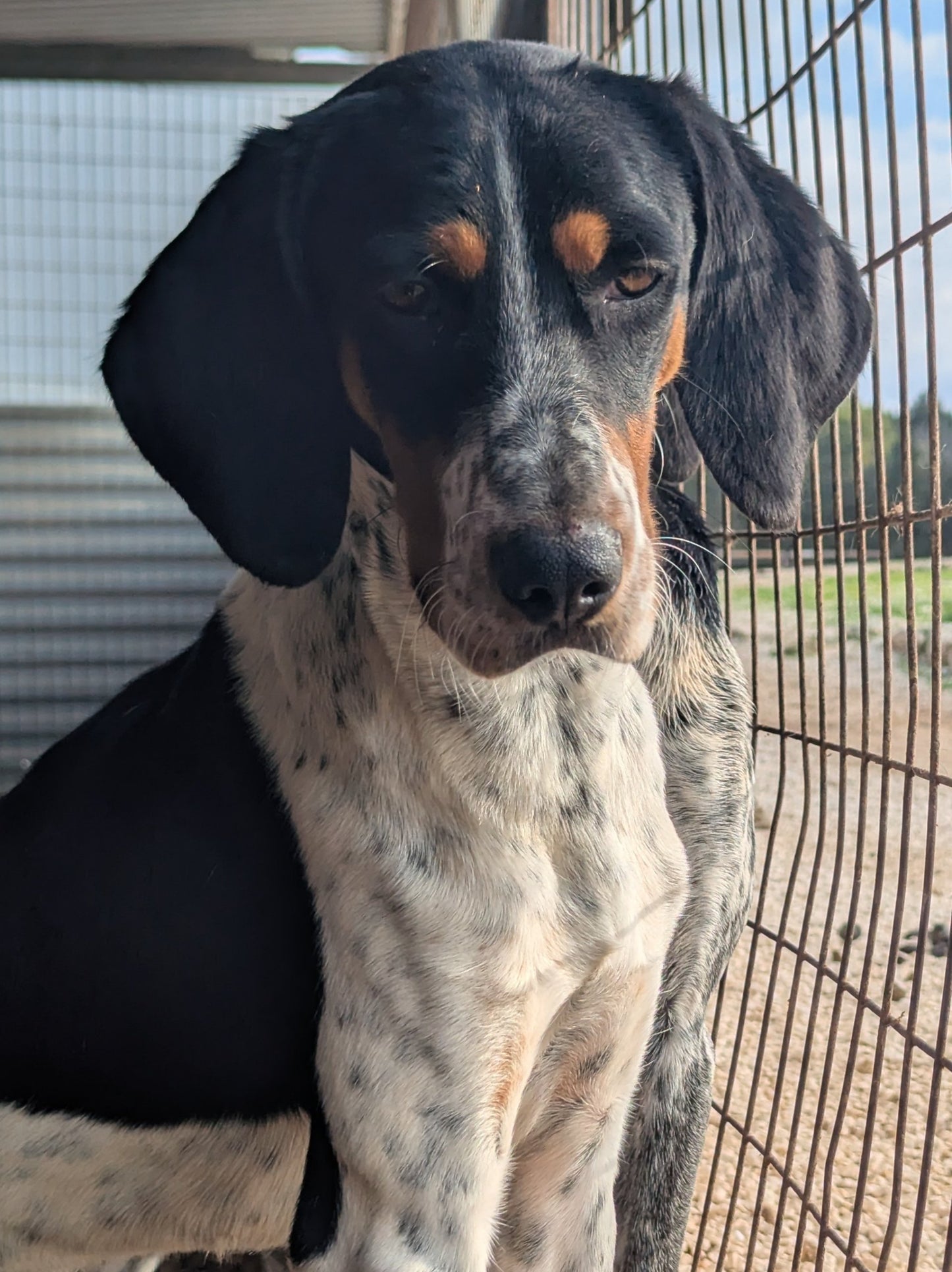 Massimo (originally Holy)