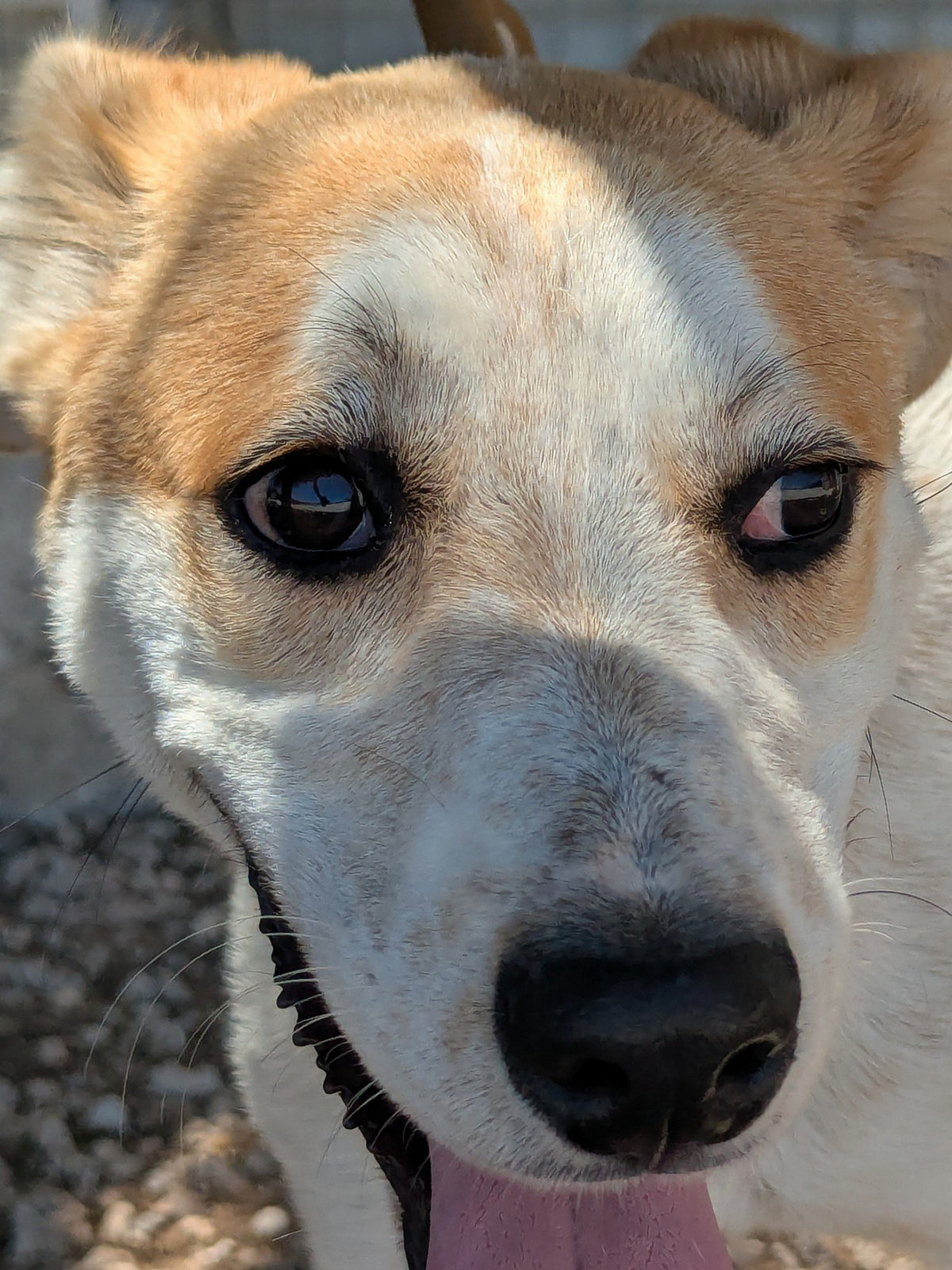 Cavalier