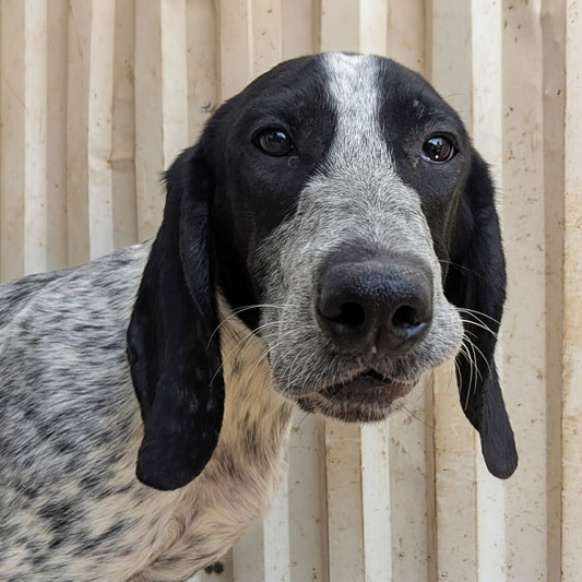 Teresa