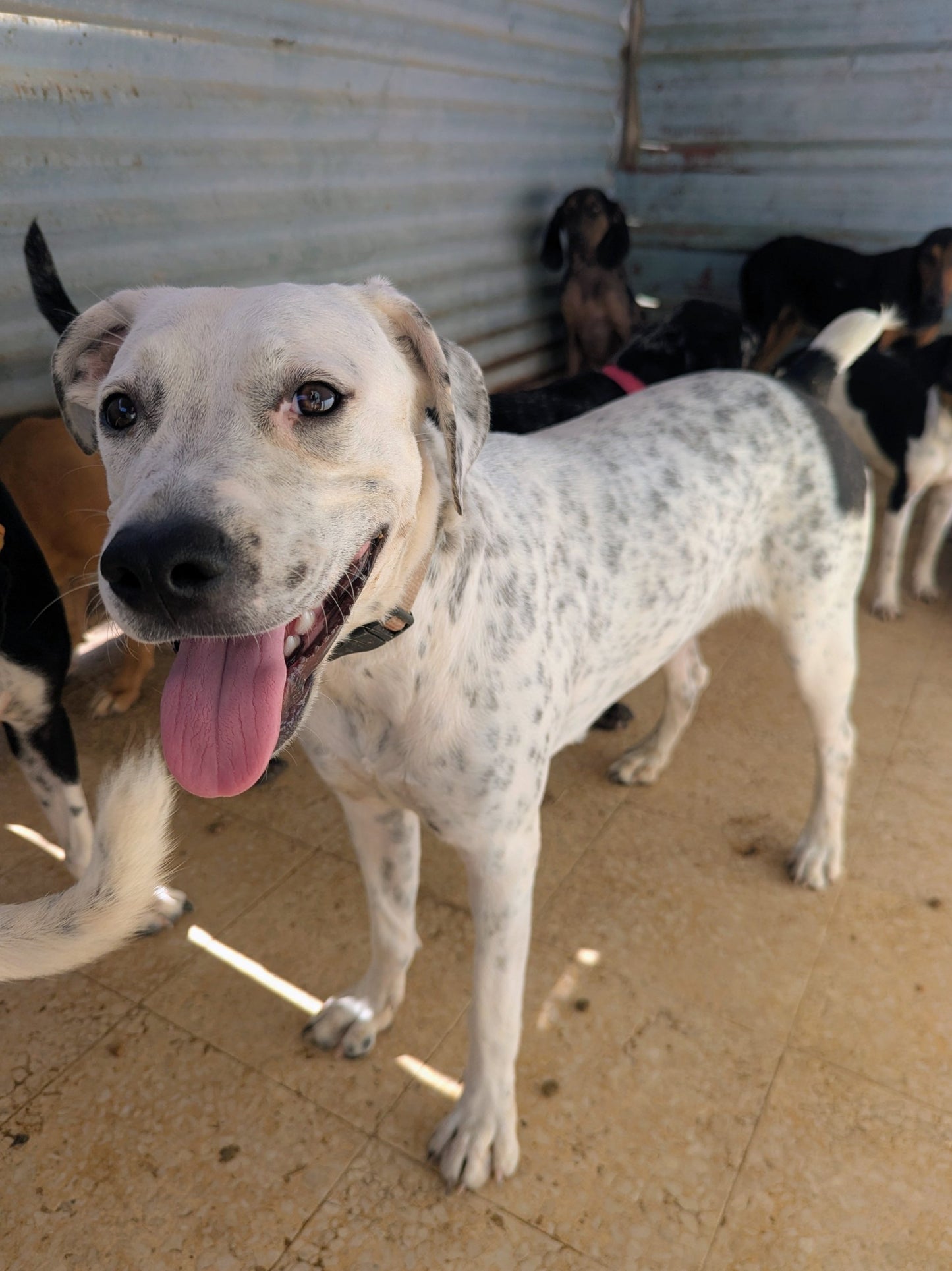 Lavanda (originally Whitey)