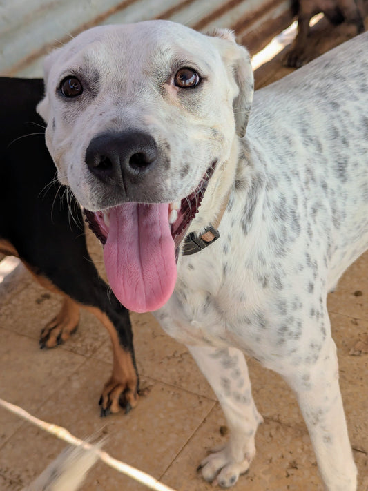 Lavanda (originally Whitey)