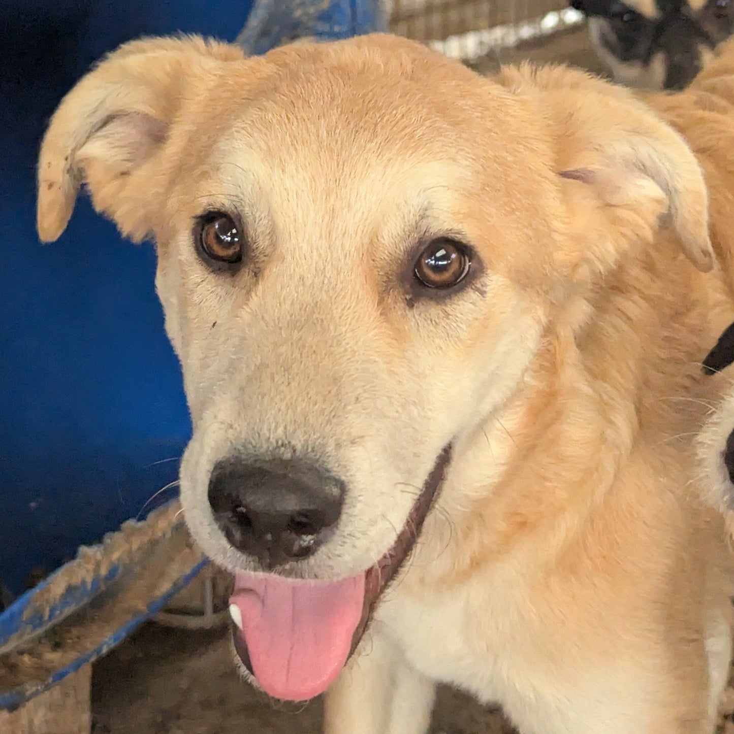 Armani