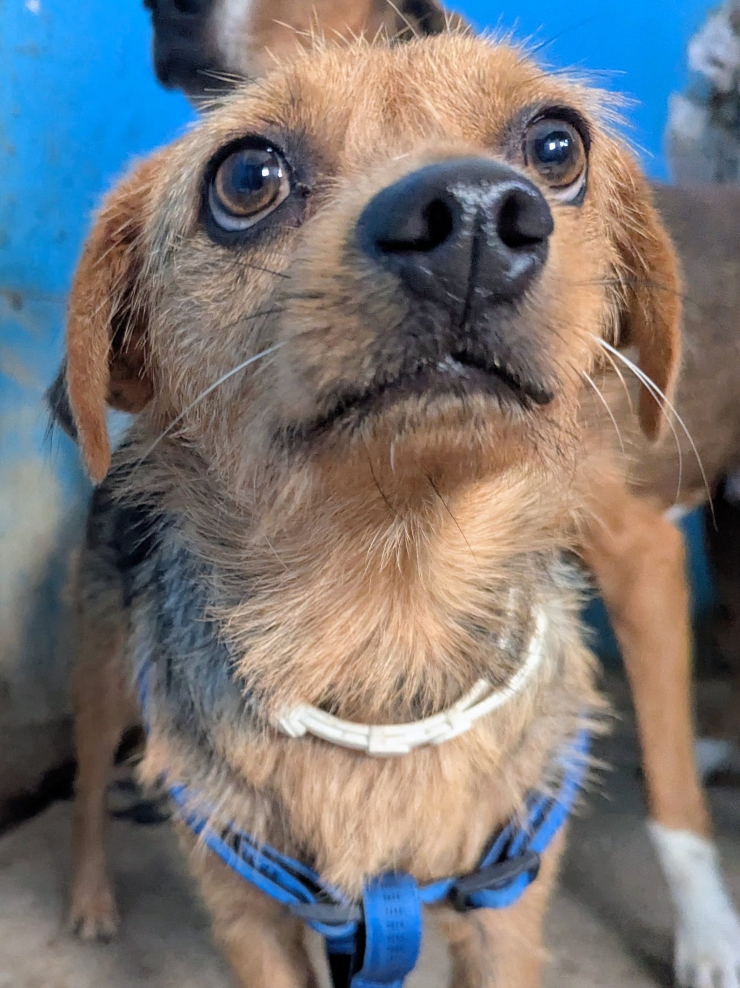 Oreo (originally Max)