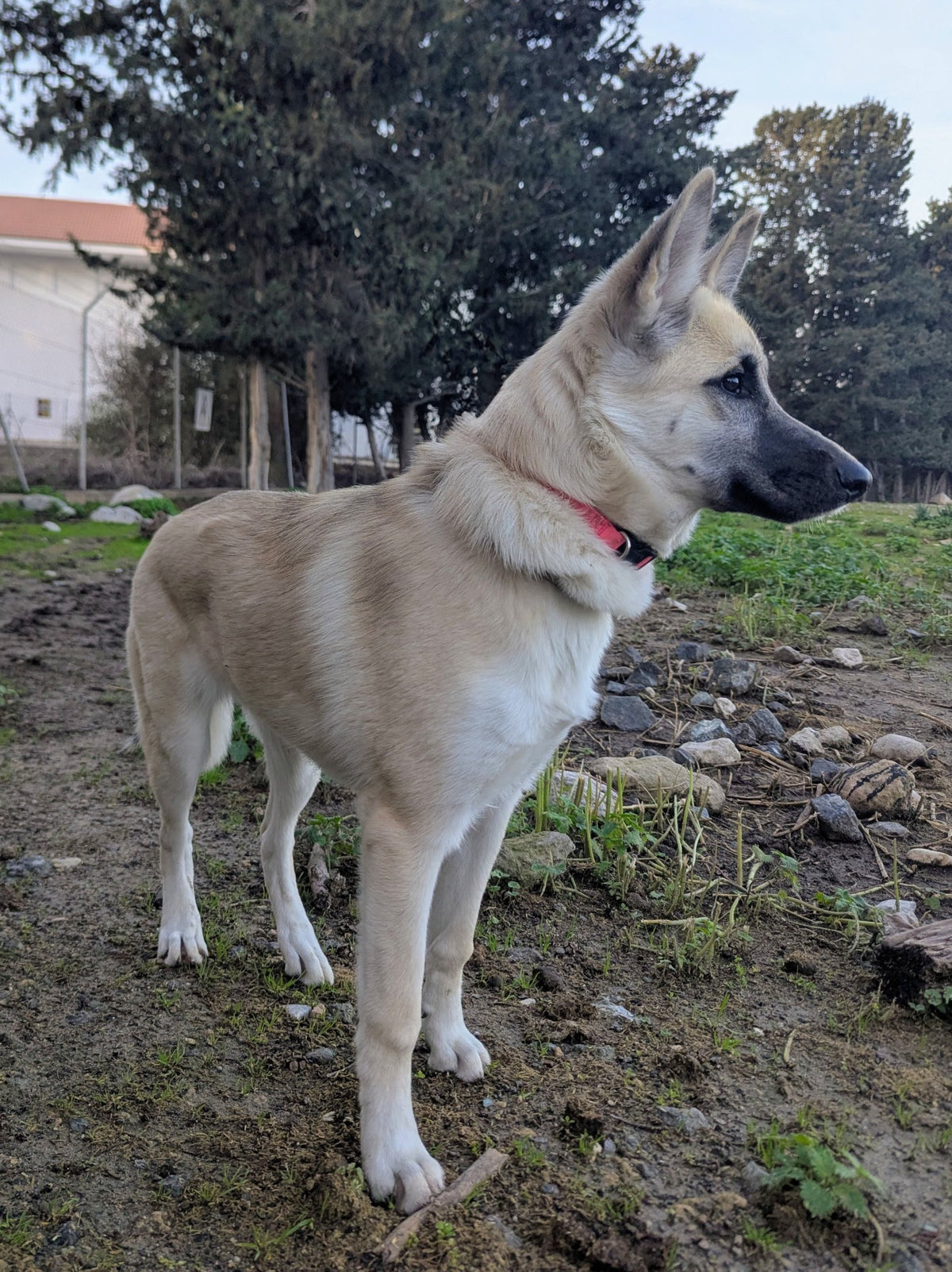Inka