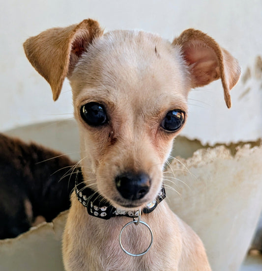 Pixie