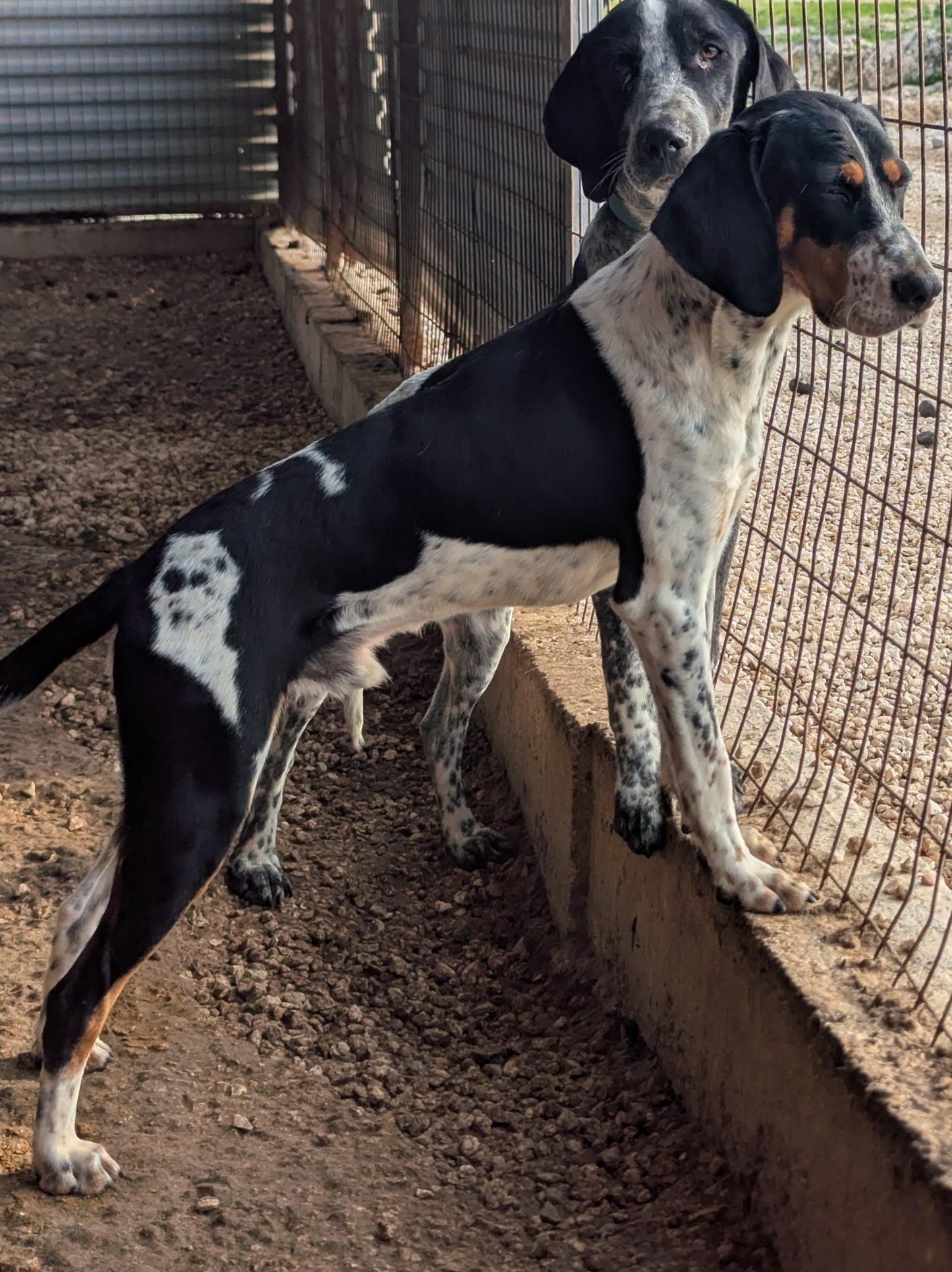 Massimo (originally Holy)