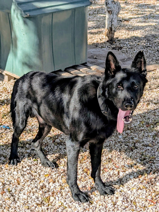 Darth Vader (Steven)