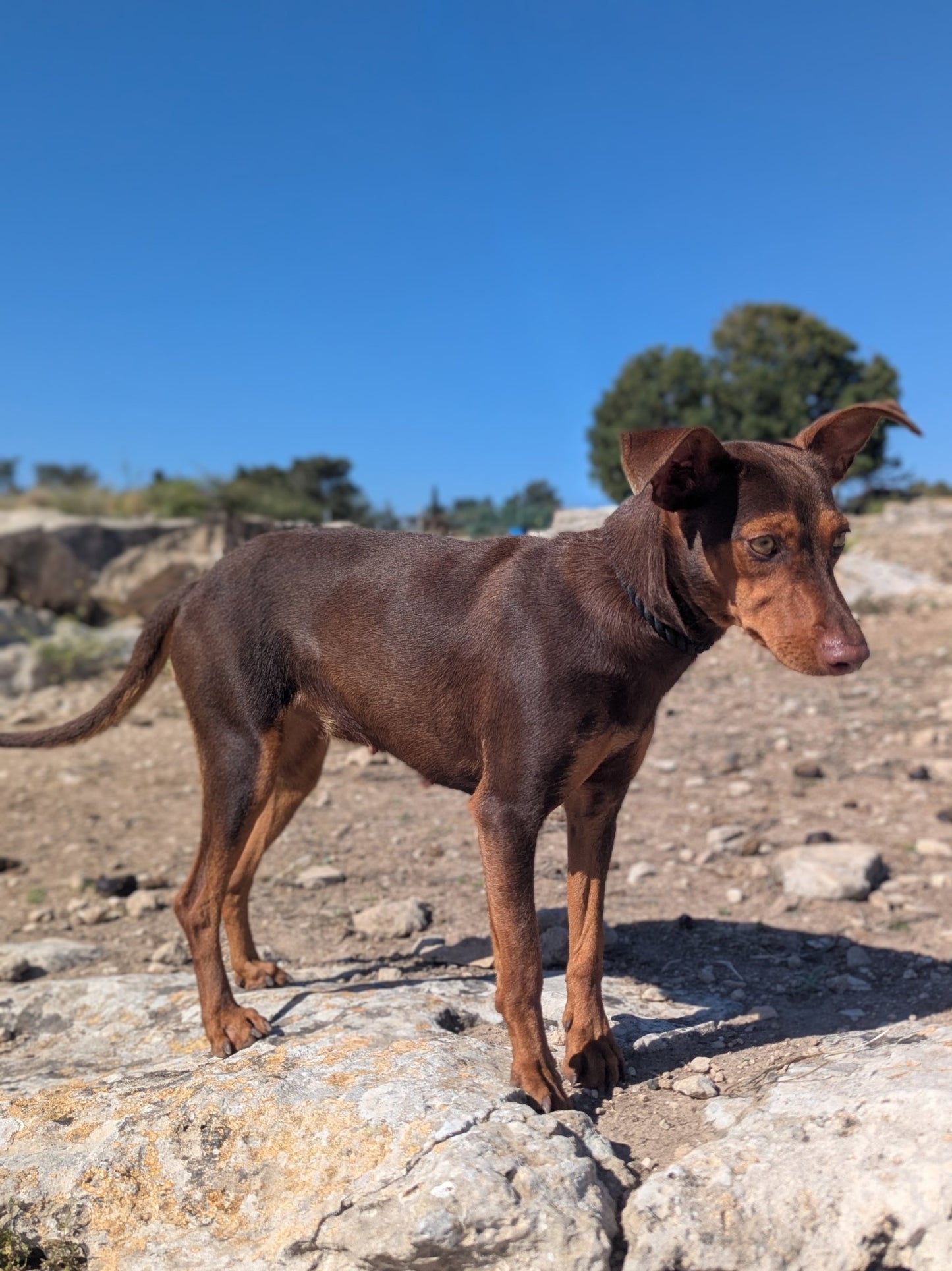 Twix