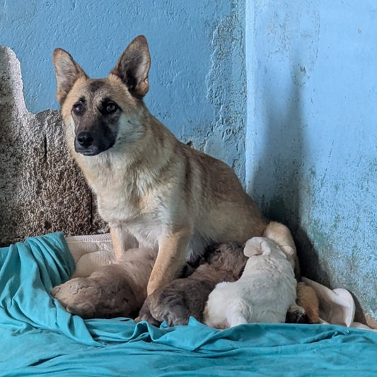 Mommy (Stella) (Sandy)