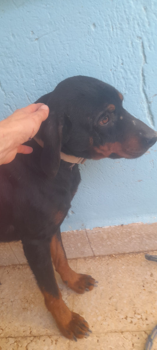 Toby