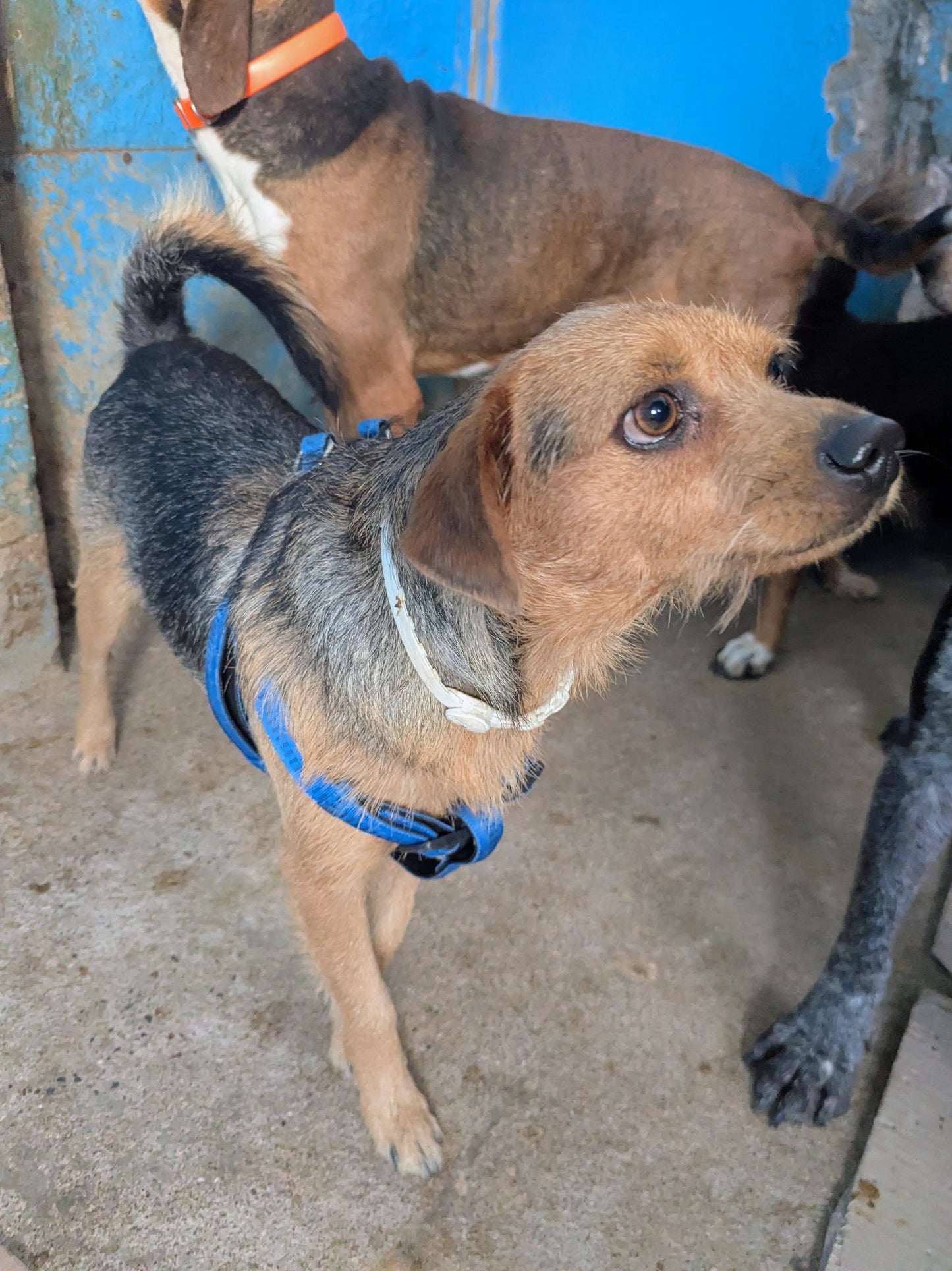 Oreo (originally Max)