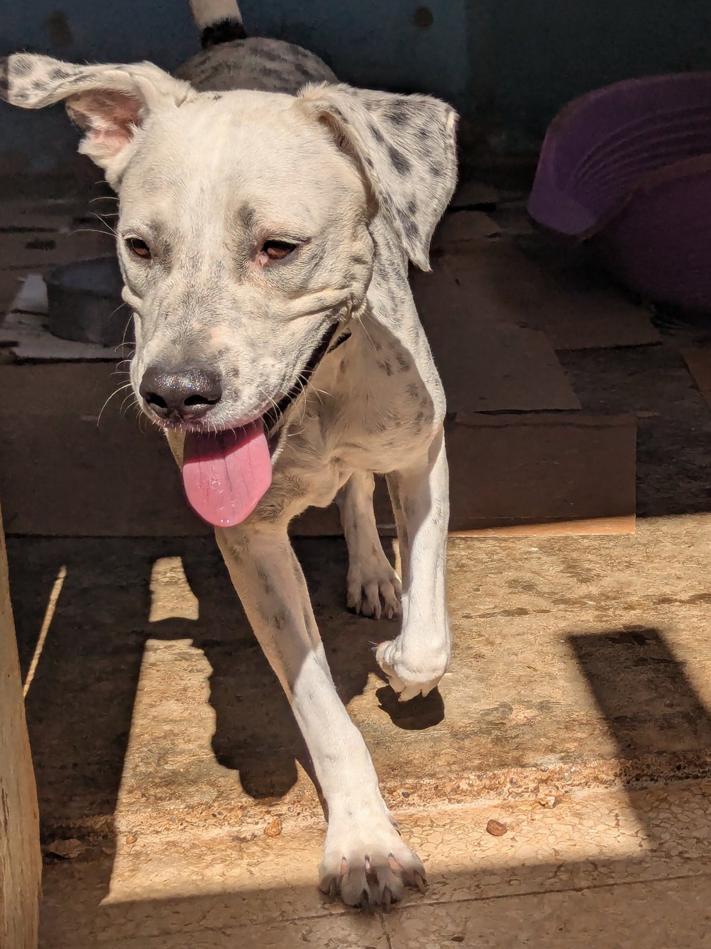 Lavanda (originally Whitey)