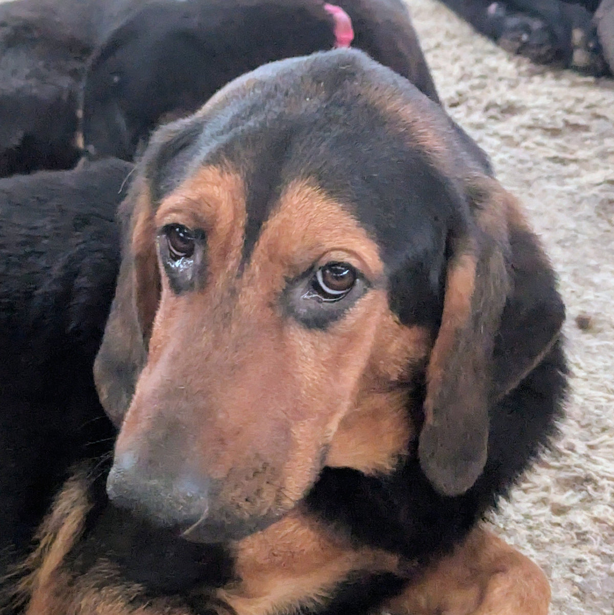 Elliot