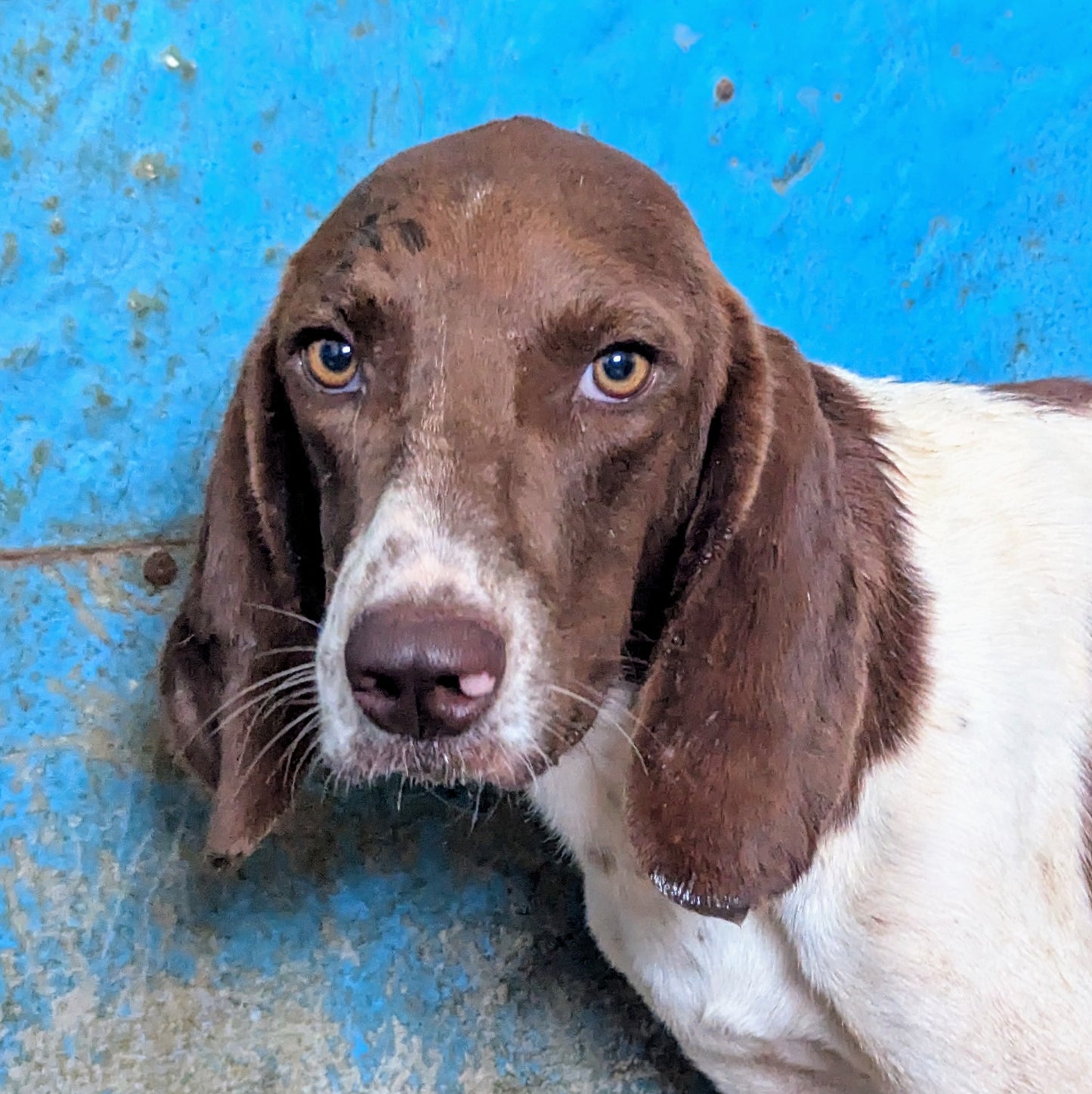 Matisse (Скутер)