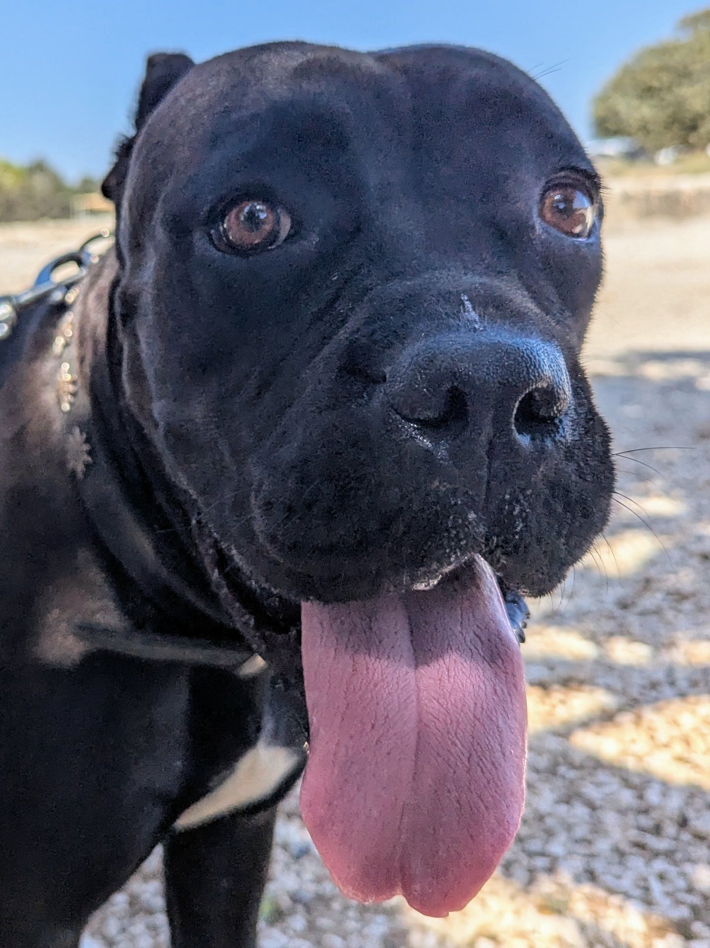 Bella