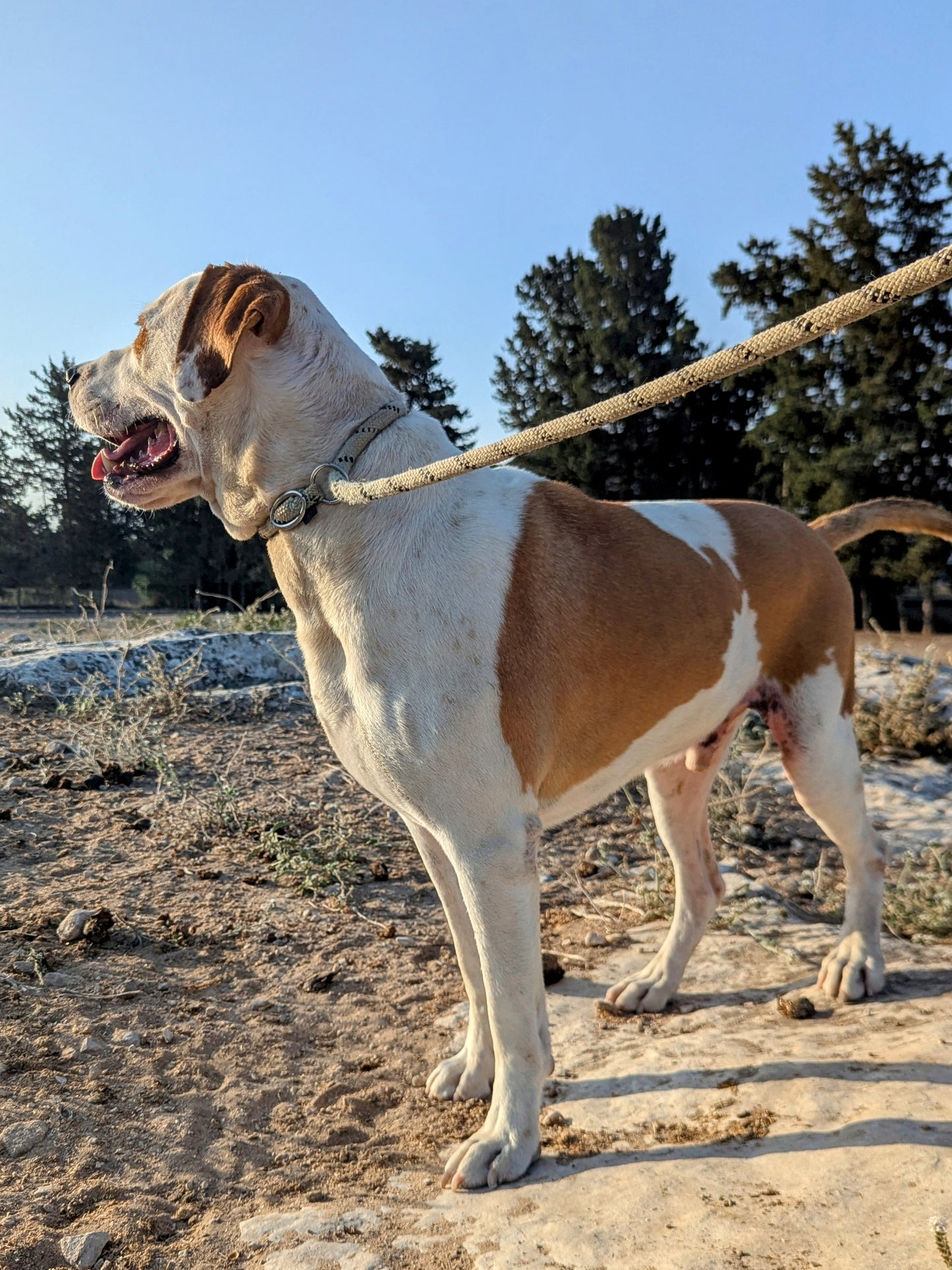 Booster (Rusty for Sumani)