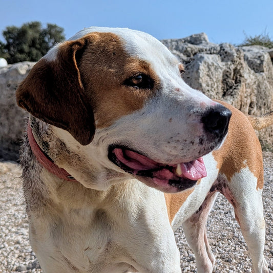 Booster (Rusty for Sumani)