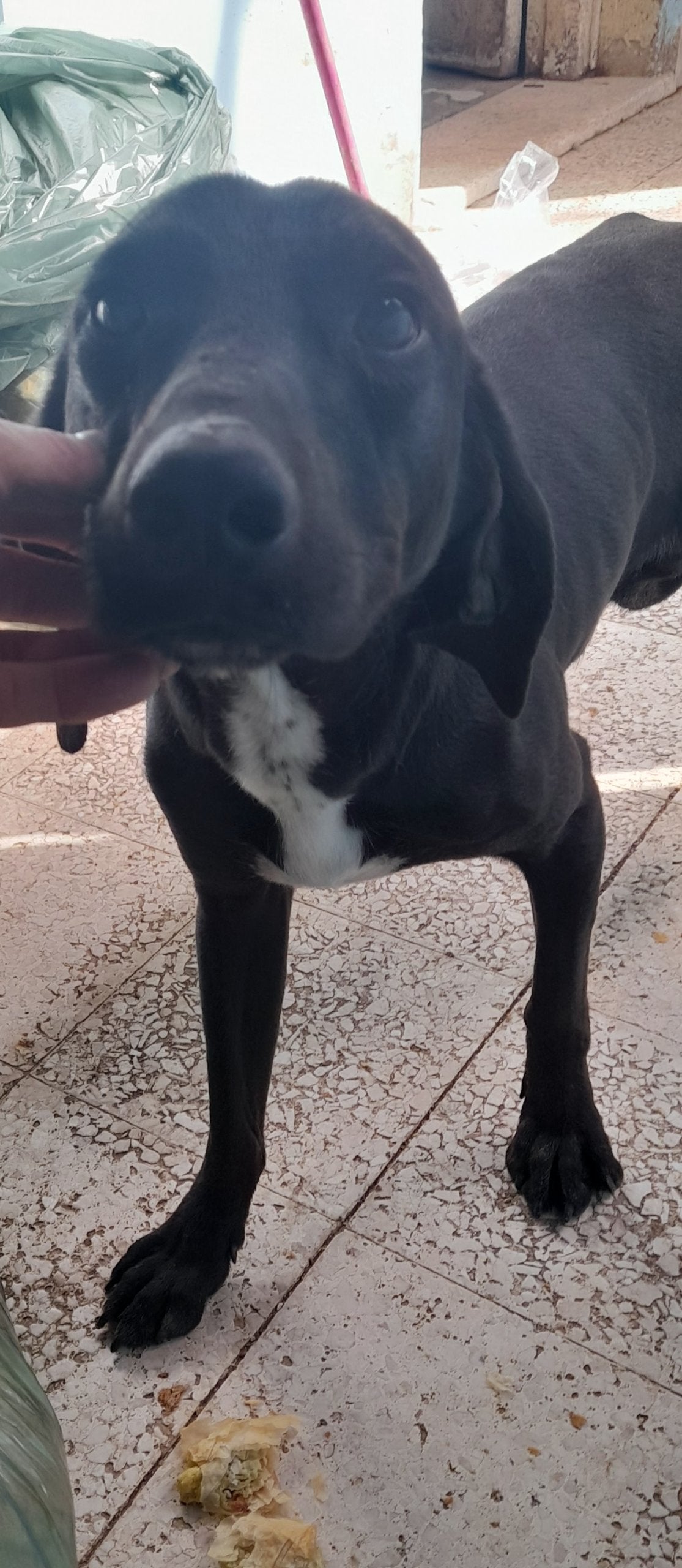 Benny