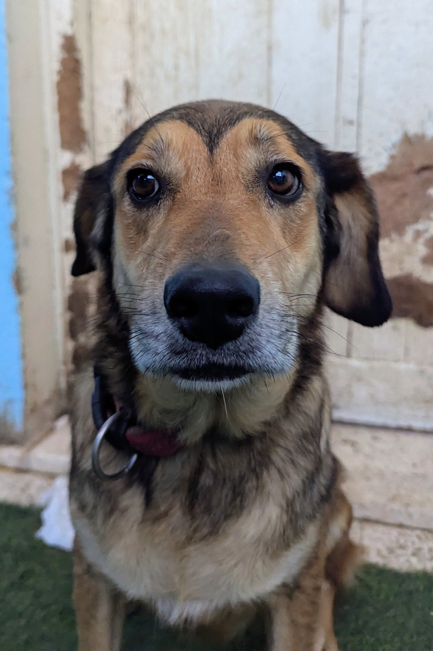 Goldy / Булочка