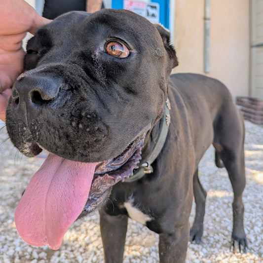 Bella