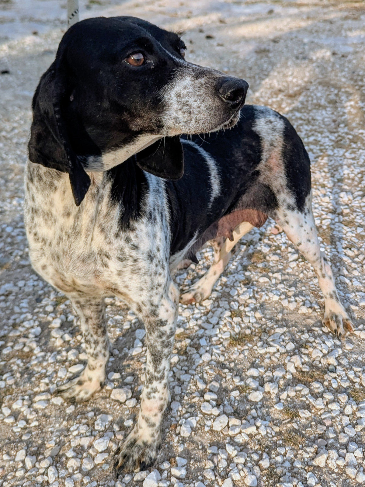 Mercie