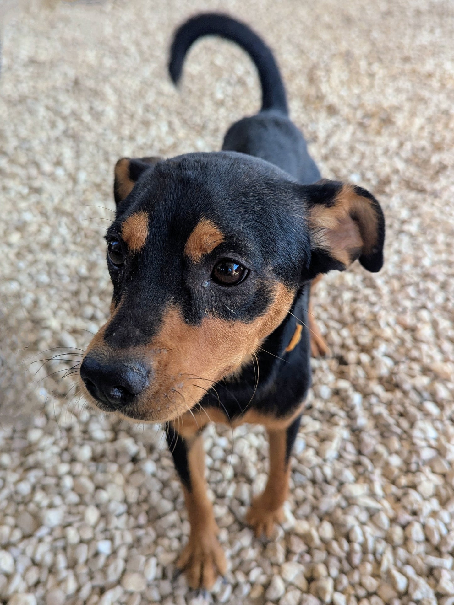 Alejandro (Nicos for Russians)