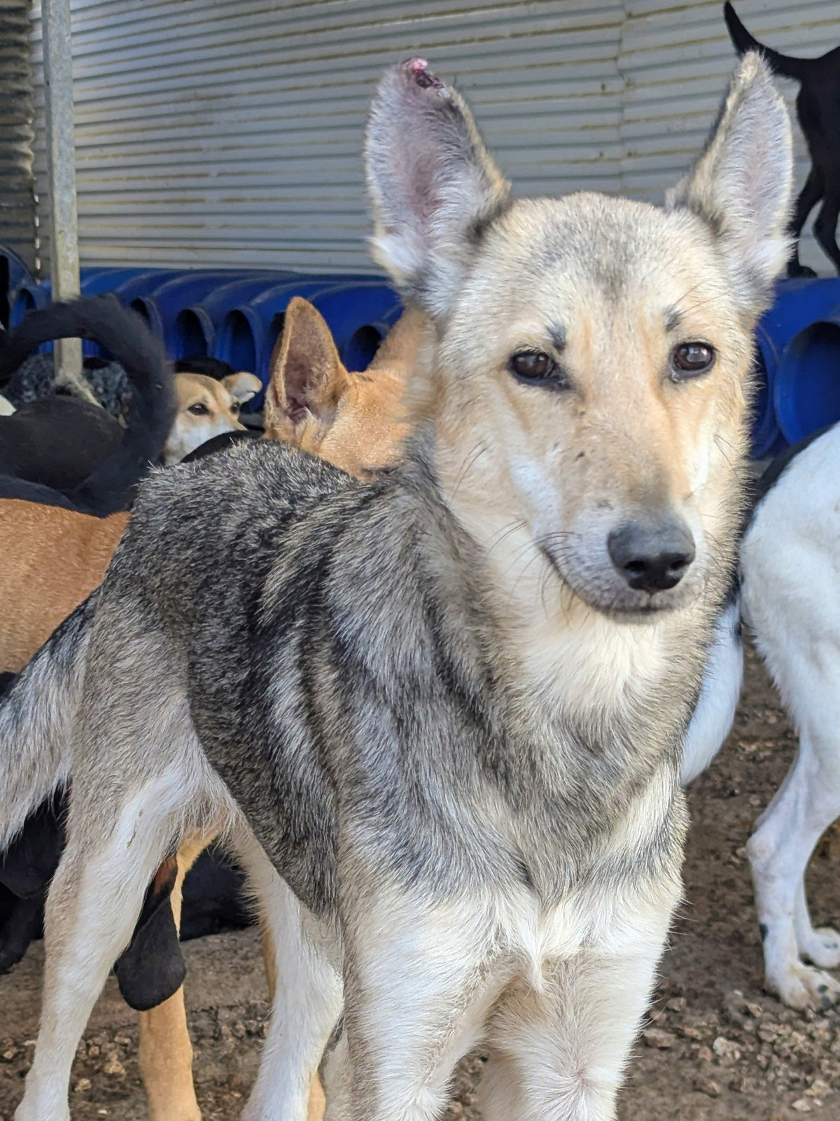Fuji (originally Woolfie)