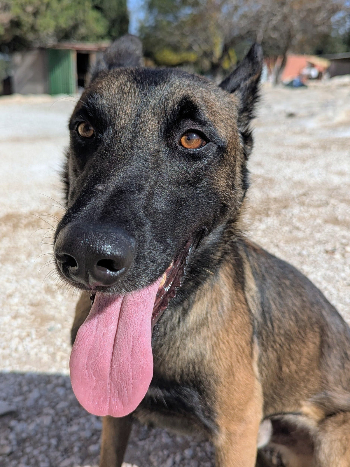 Sultan