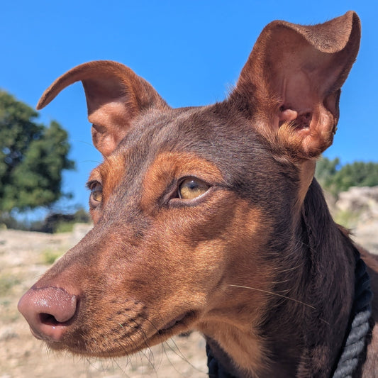 Twix
