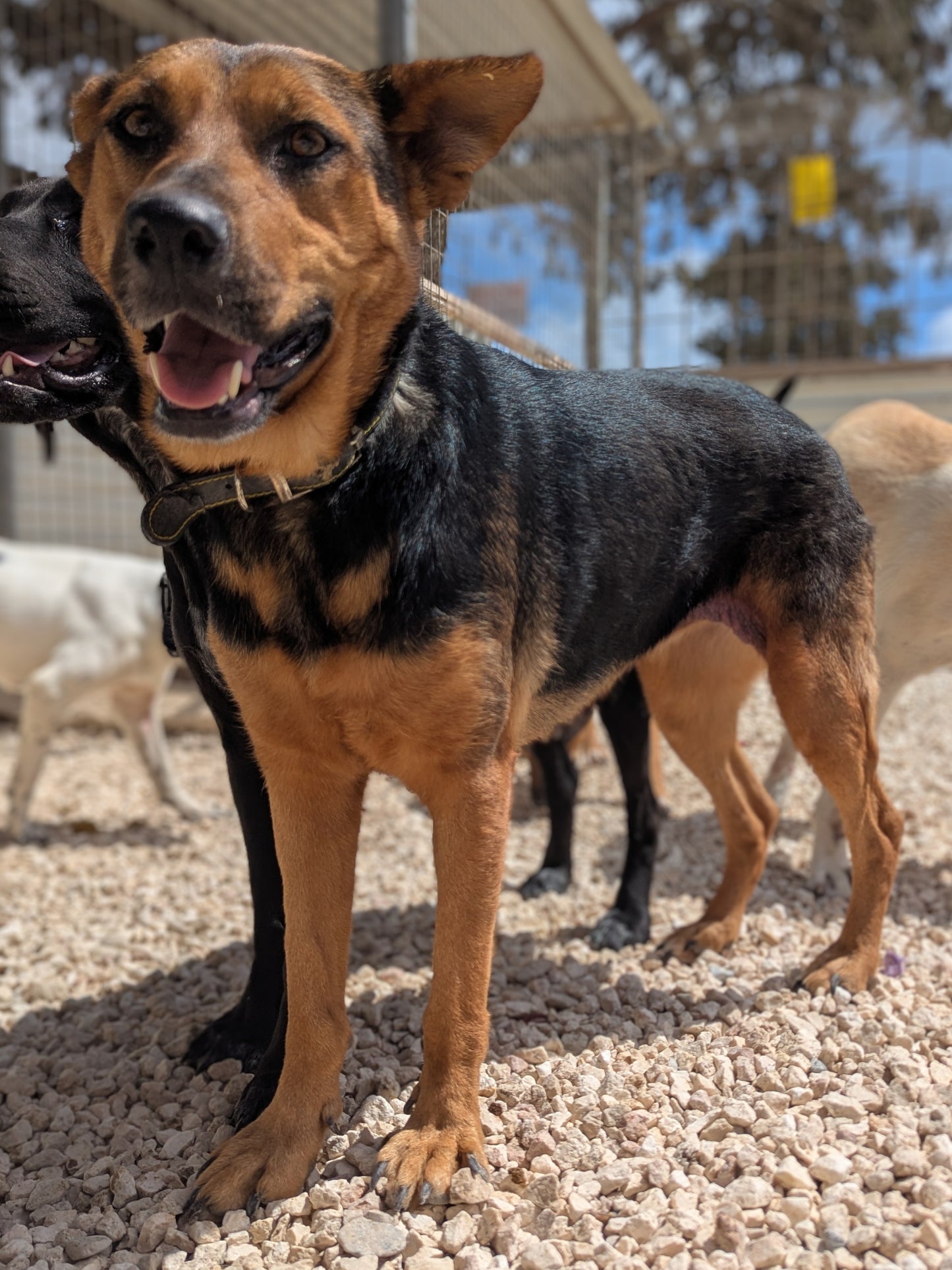 Sarah (Roxy by Claire)