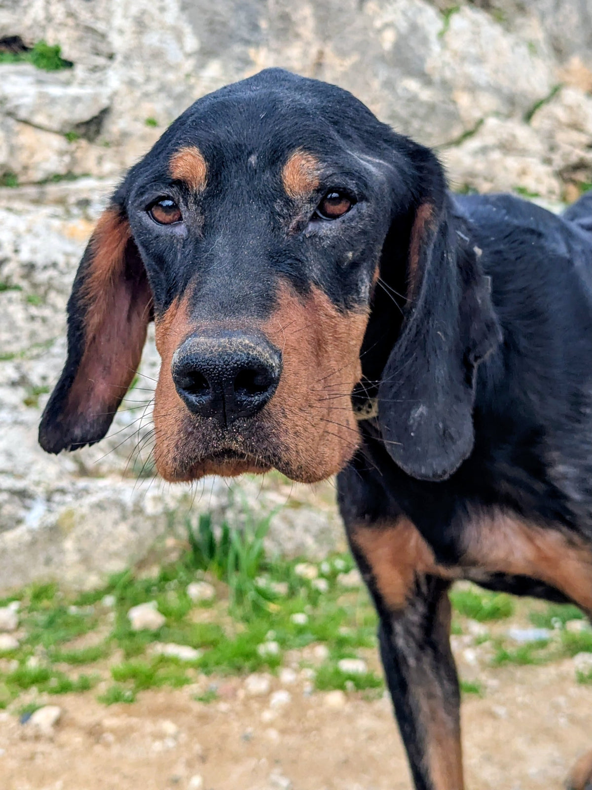 Leni