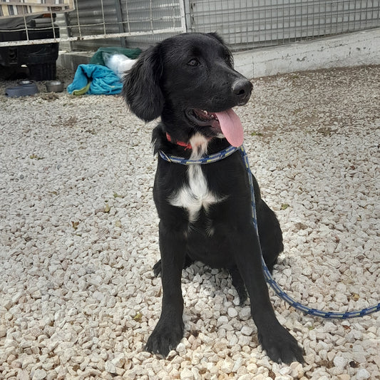 Nala