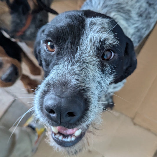 Fenton