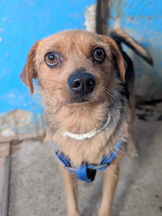 Oreo (originally Max)