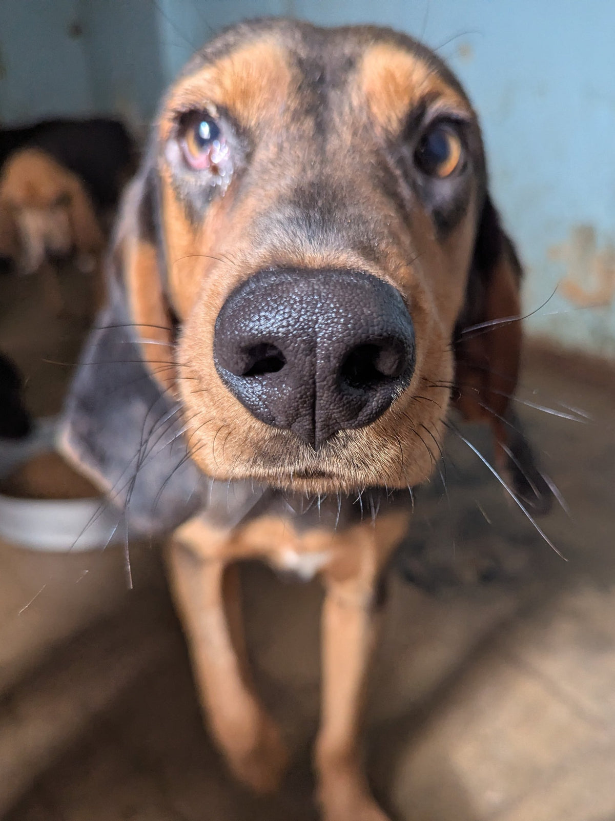 Amaretto