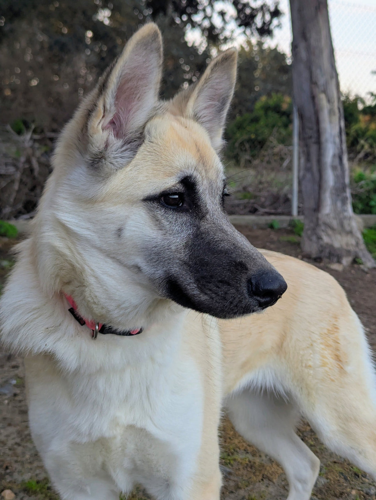 Inka