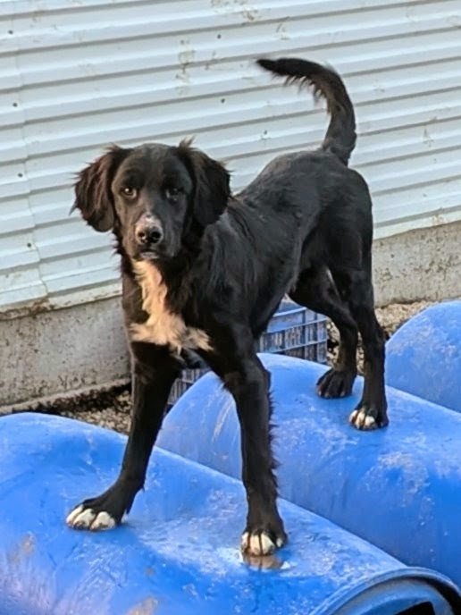 Gavroche