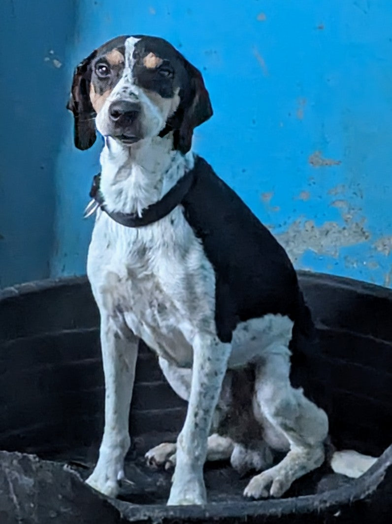 Otto