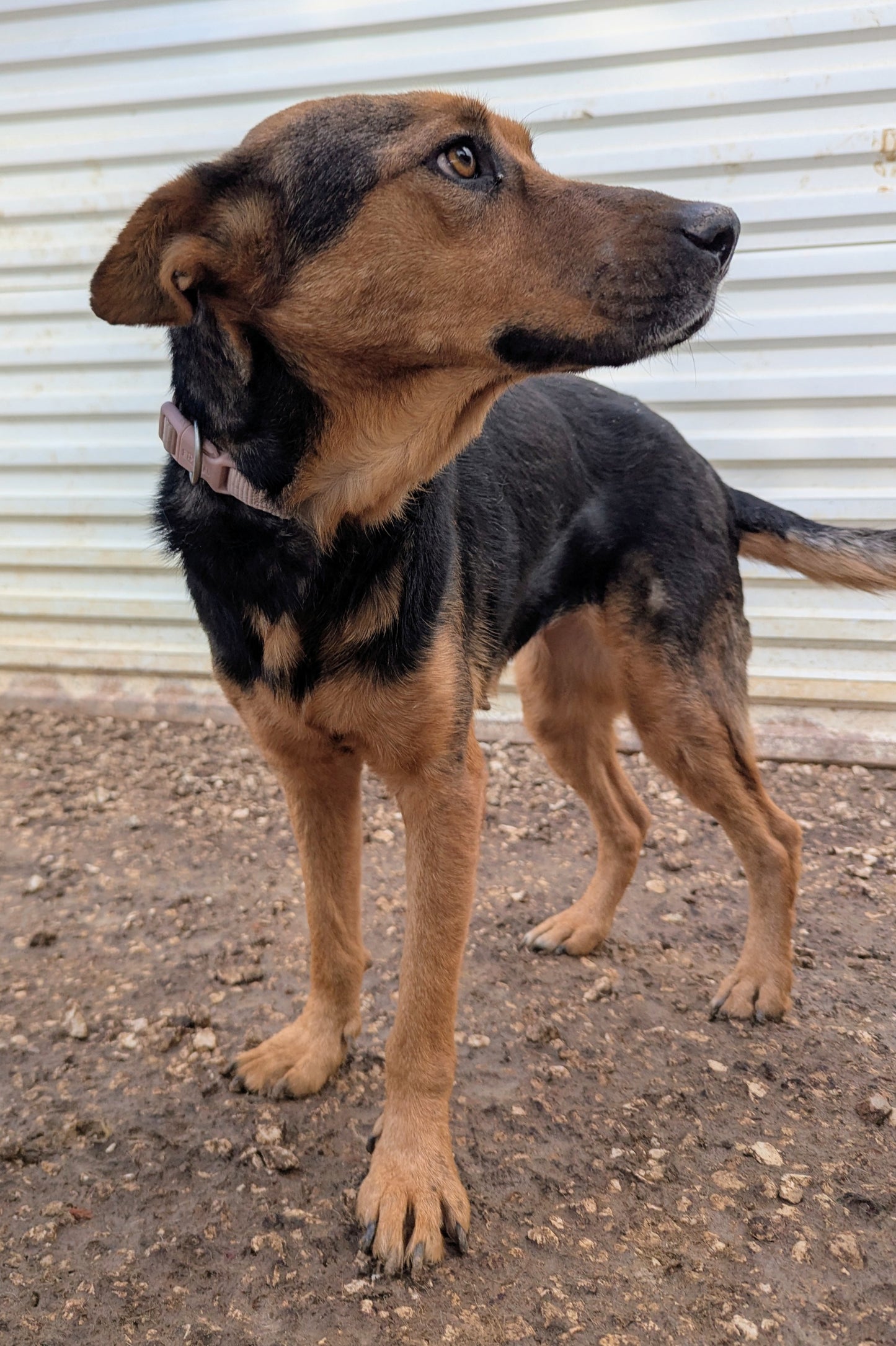 Sarah (Roxy by Claire)