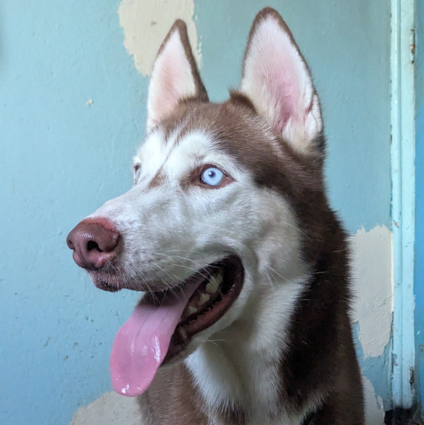 Sirius