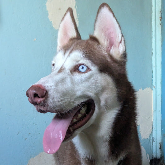 Sirius