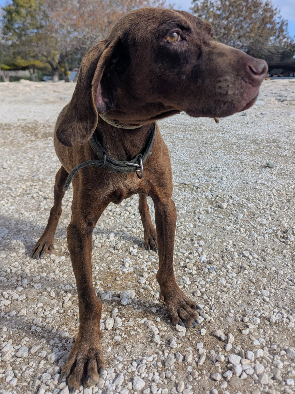 Walter
