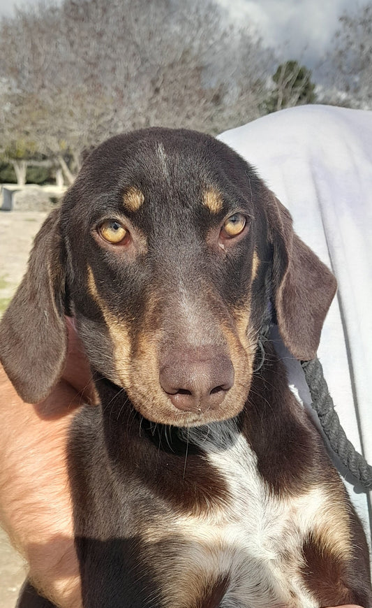 Serafina