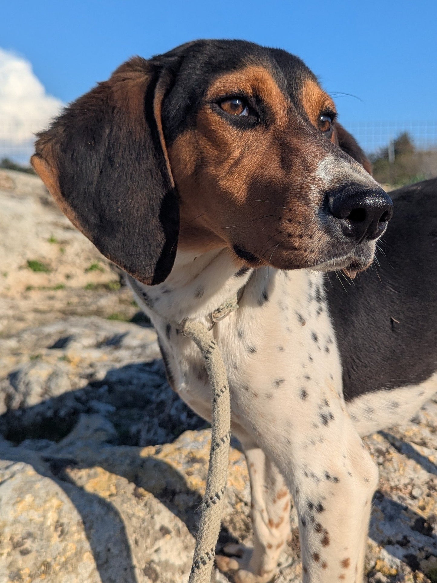 Aperol