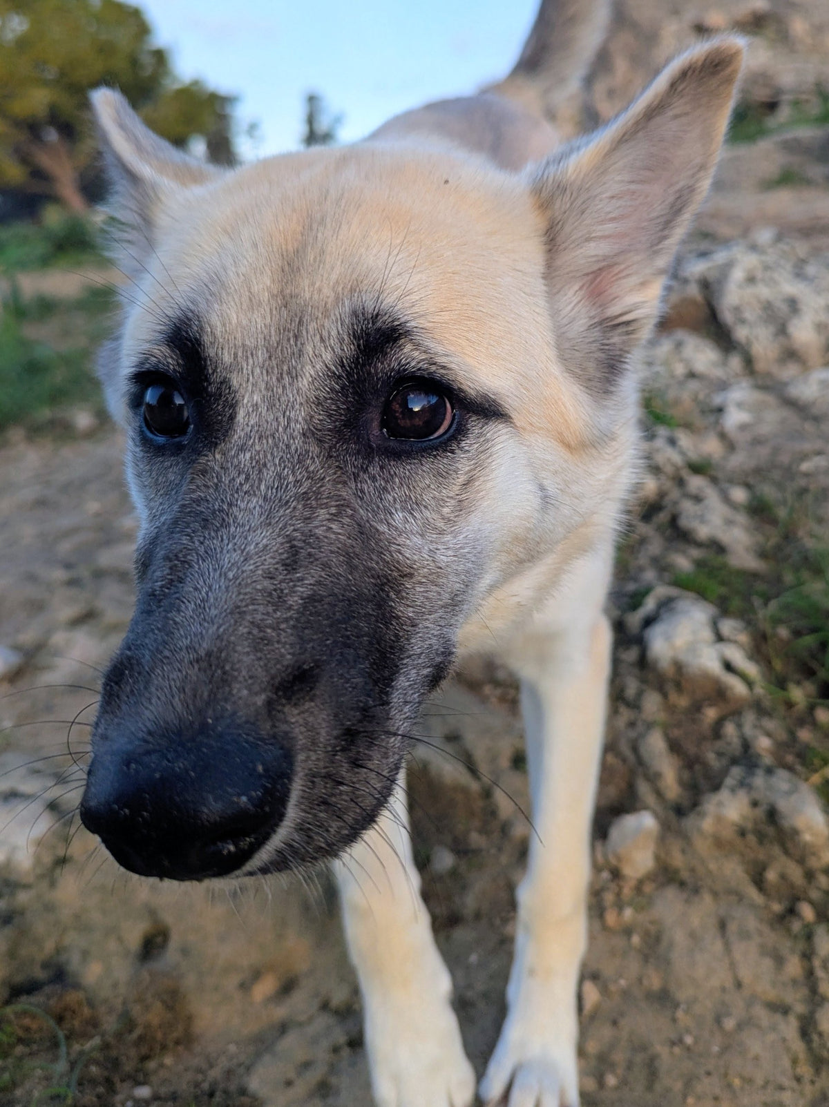 Inka